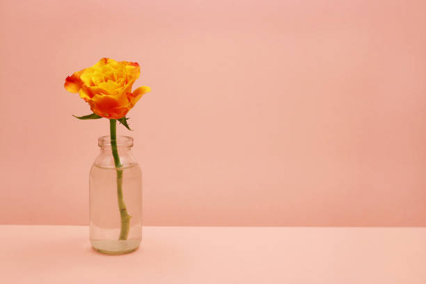 istock single rose in a glass bottle on pink background 942400522