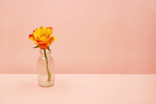 single rose in a glass bottle on pink background stock photo