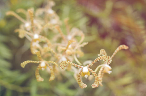 Closeup of orchids flowers with blur background, image taken from a orchids garden. Vintage & pink style & look.