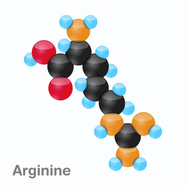 cząsteczka argininy, arg, aminokwas stosowany w biosyntezie białek - molecule amino acid arginine molecular structure stock illustrations