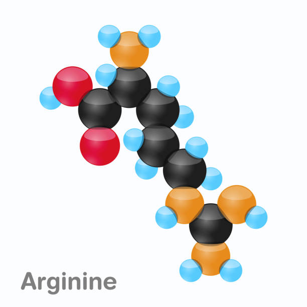 ilustrações de stock, clip art, desenhos animados e ícones de molecule of arginine, arg, an amino acid used in the biosynthesis of proteins - molecule amino acid arginine molecular structure