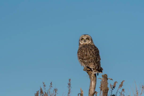istock Portrait of short eared owl 942408060