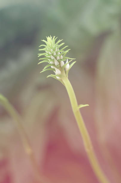 istock Orchids flowers, vintage & pink style & look. 942410670