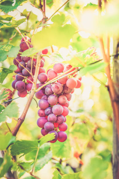 istock Ripe grapes in fall in Alsace, France 942410822
