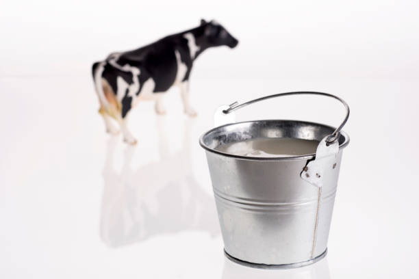 freshly milked milk bucket