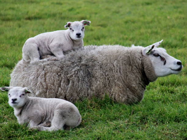 istock Lambs just born on meadows in Zuidplas and Waddinxveen 942416640