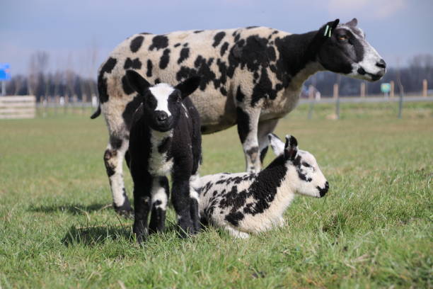 istock Lambs just born on meadows in Zuidplas and Waddinxveen 942416970