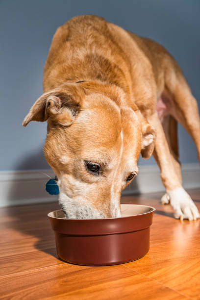 istock A mixed breed rescued dog eating - 10+ years old 942417398