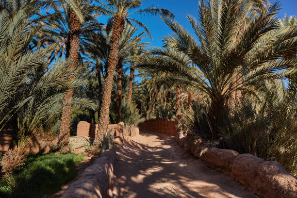 istock Palm grove, south of Morocco 942420304