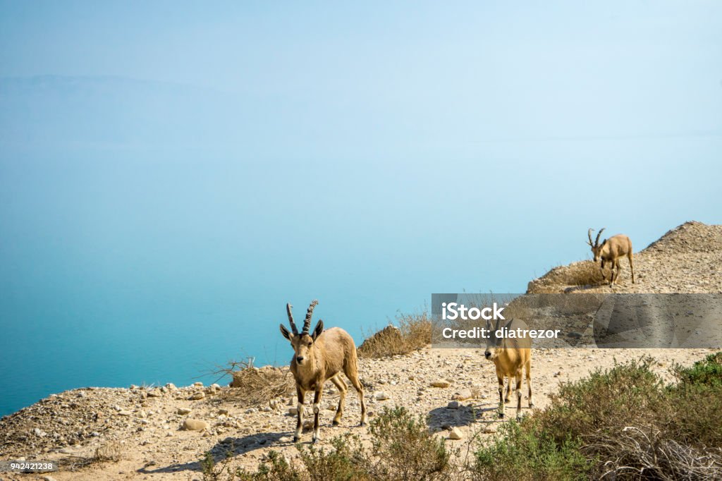 Totes Meer und wilde Tiere, Ziege - Lizenzfrei Berg Stock-Foto