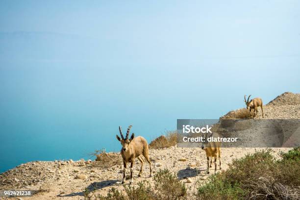 Totes Meer Und Wilde Tiere Ziege Stockfoto und mehr Bilder von Berg - Berg, Ehemaliges Jugoslawien, Einzelnes Tier