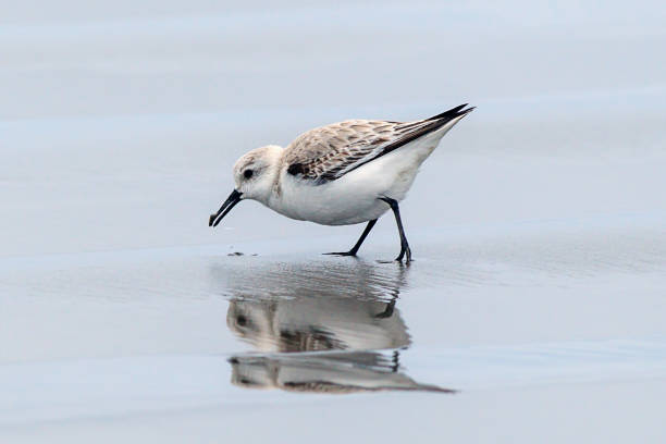 A sanderling on Del Ray beach walking around just north of Seaside, Oregon. A sanderling on Del Ray beach walking around just north of Seaside, Oregon. sanderling calidris alba stock pictures, royalty-free photos & images