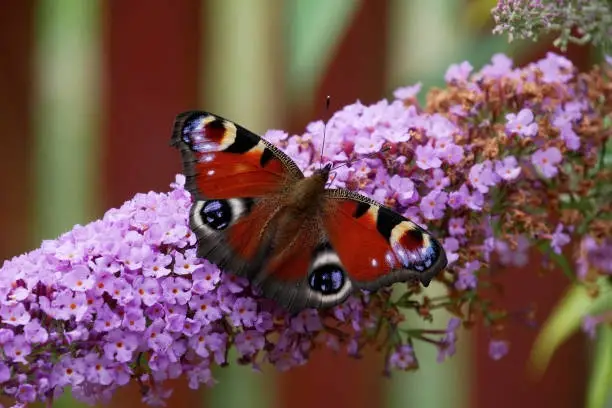 Peacock butterfly - Inachis io - butterfly - on a purple flower