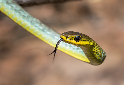 Australian Colubrid Snake