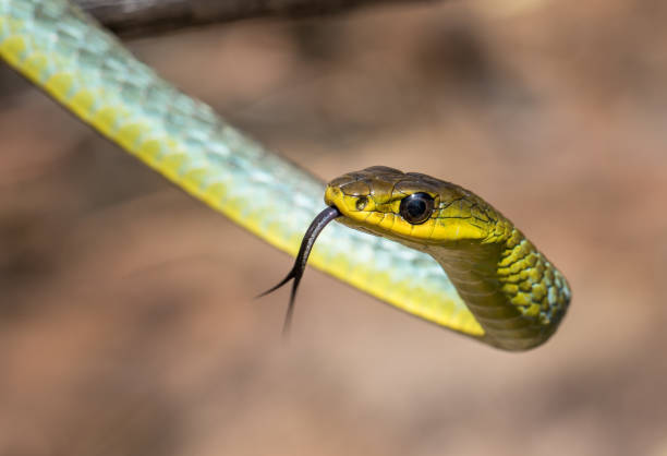Common Tree Snake stock photo
