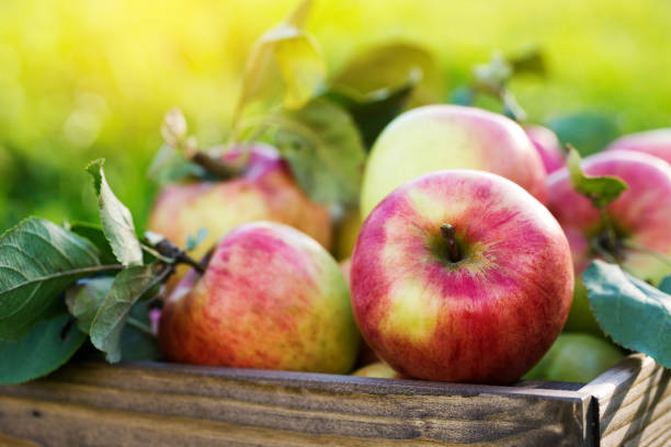 istock Apples in wooden crate in garden 942436676