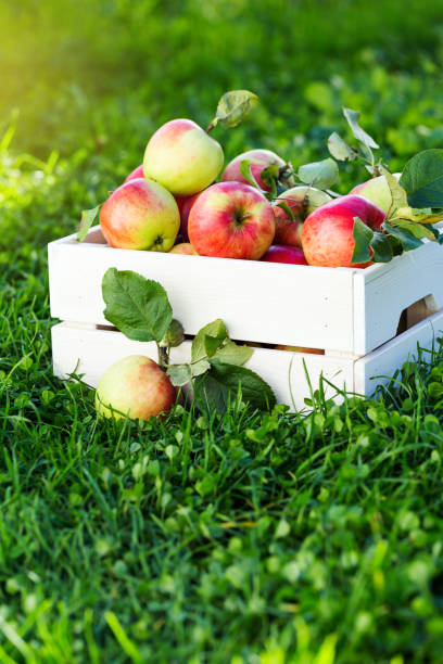 istock Apples in wooden crate in garden 942436716
