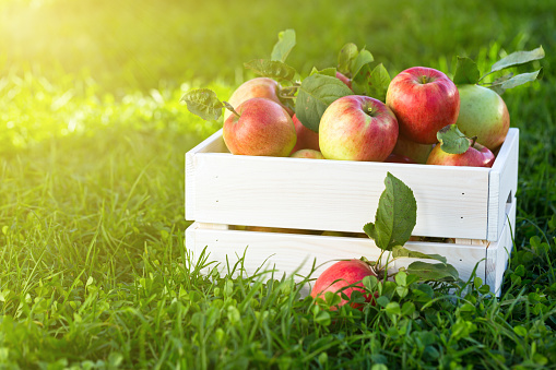 Freshly pickled ripe organic apples in white wooden crate on green grass, outside in garden, nobody