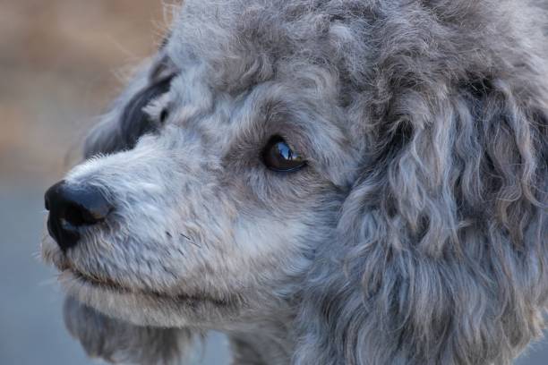 istock Silver Poodle - Portrait - looks to the right 942436932