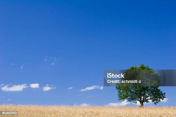 Lonely Tree Foto de stock y más banco de imágenes de Agricultura - Agricultura, Aire libre, Ajardinado