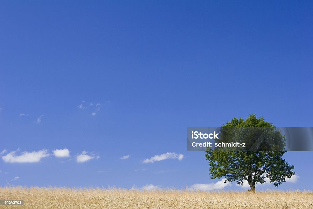 Lonely tree - Horizonのロイヤリティフリーストックフォト