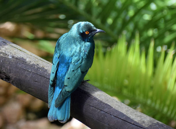 mehr blaue eared starling - greater blue eared glossy starling stock-fotos und bilder