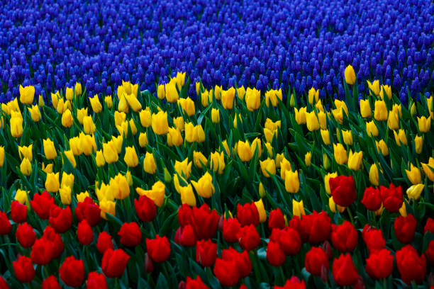 Colorful tulips at spring,in nature garden.