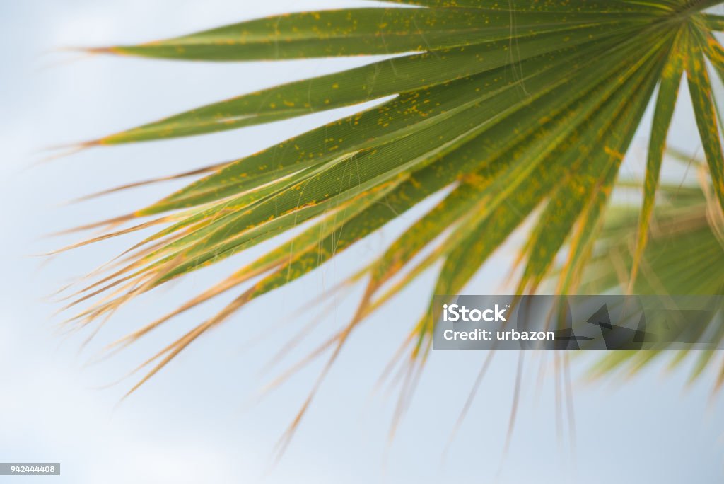Palm Leaves Palm leaves isolated against bright sky. Close up shot. Beauty Stock Photo