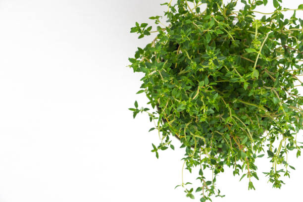 istock Fresh thyme herb grow in vase. 942455054