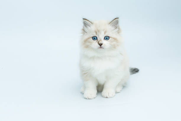 Portrait of a Siberian kitten, studio shot on a gray background