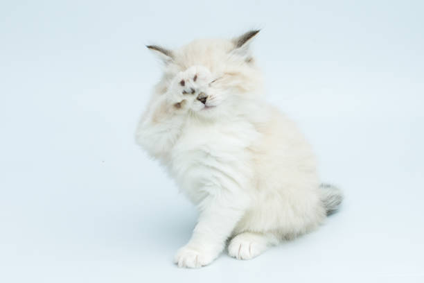 Portrait of a Siberian kitten, studio shot on a gray background