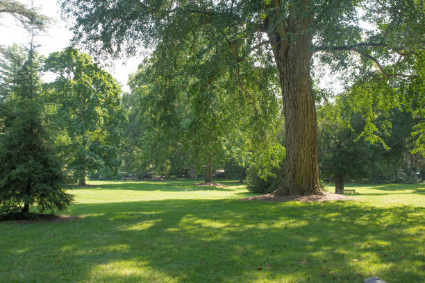 istock green shady calm tranquil place under a tall tree 942455286