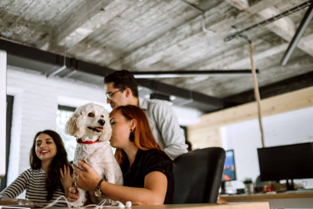 istock Busy Day At The Pet Friendly Office 942455418