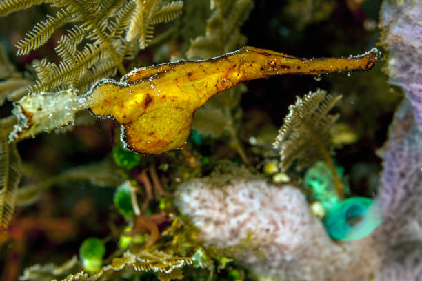 istock Coral reef off coast of Bali 942456188