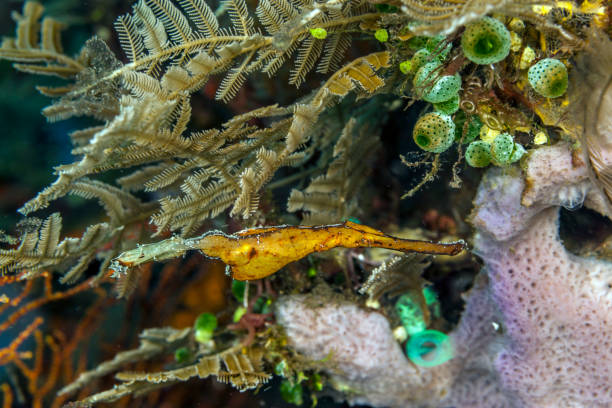 istock Coral reef off coast of Bali 942456224