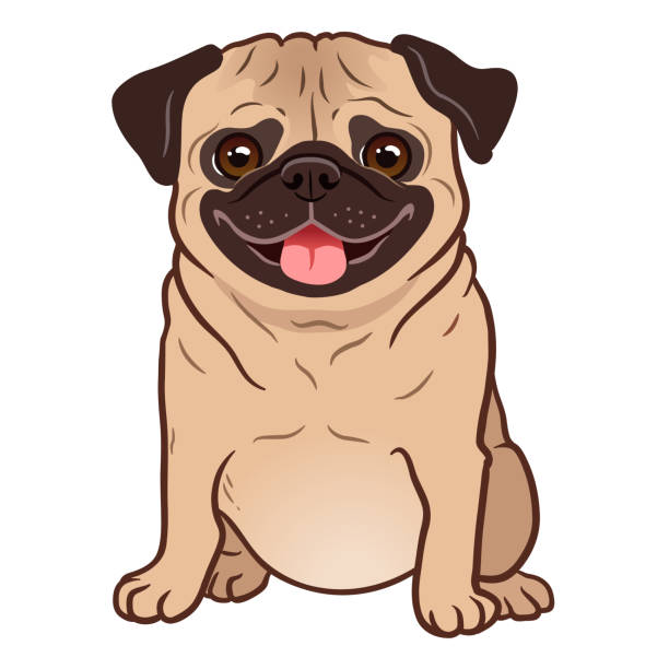 Pug dog cartoon illustration. Cute friendly fat chubby fawn sitting pug puppy, smiling with tongue out. Pets, dog lovers, animal themed design element isolated on white. Pug dog cartoon illustration. Cute friendly fat chubby fawn sitting pug puppy, smiling with tongue out. Pets, dog lovers, animal themed design element isolated on white. pug stock illustrations