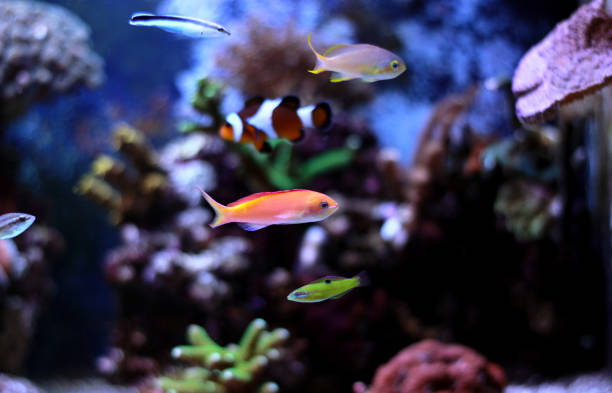 istock Male anthias fish in aquarium 942459528