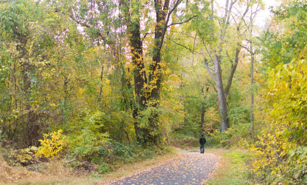 istock alone in colorful forest path in autumn 942459740