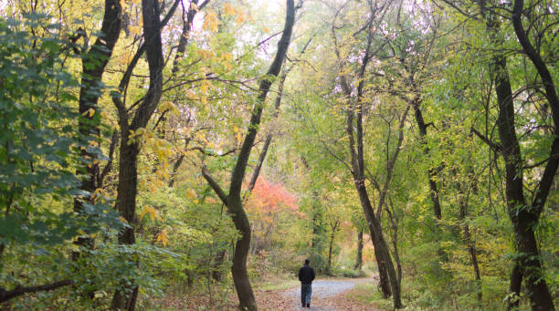 istock alone in colorful forest path in autumn 942459768