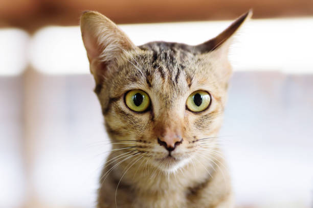 istock Close up of cat face 942462590