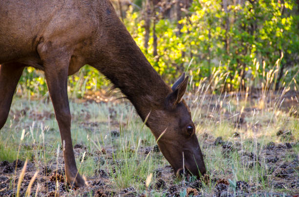 istock deer gazing in forest in grand canyon 942462712