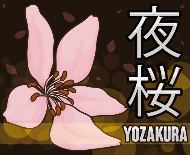 ilustraciones, imágenes clip art, dibujos animados e iconos de stock de flor de la cereza en noche de celebración del hanami o yozakura - hannah