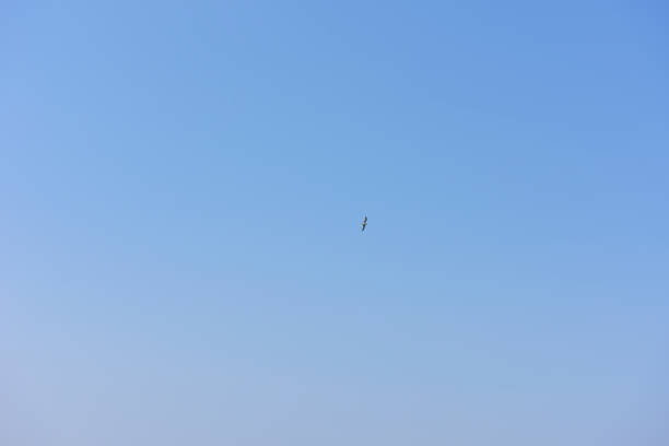 istock One seagull flying to the high place against blue sky 942469232