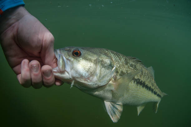 istock Spotted Bass Fishing 942469418