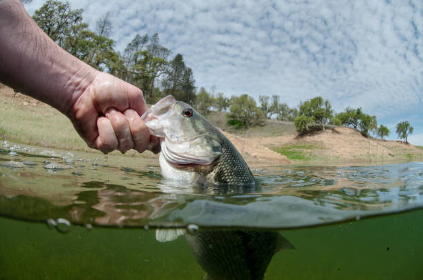 istock Spotted Bass Fishing 942469464