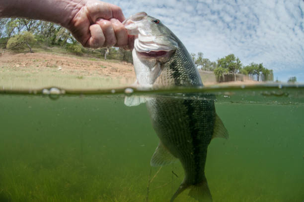 istock Spotted Bass Fishing 942469480