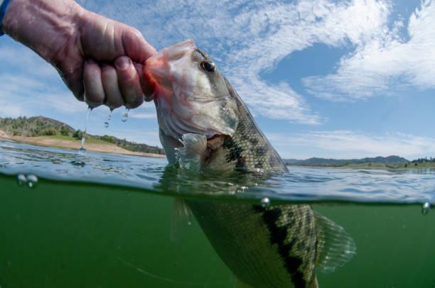 Spotted bass fishing
