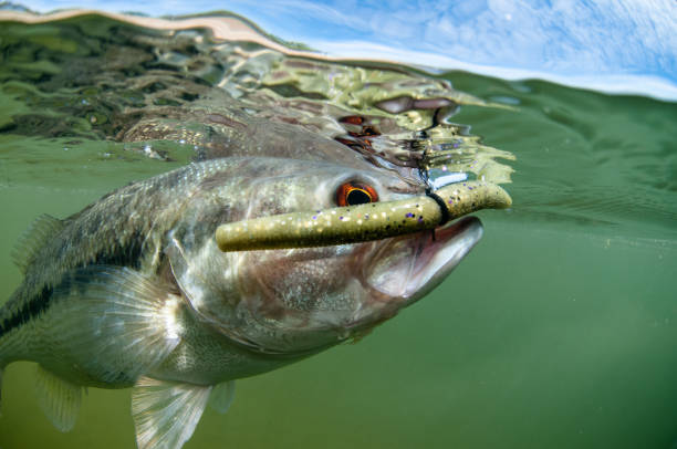 istock Spotted Bass Fishing 942469518