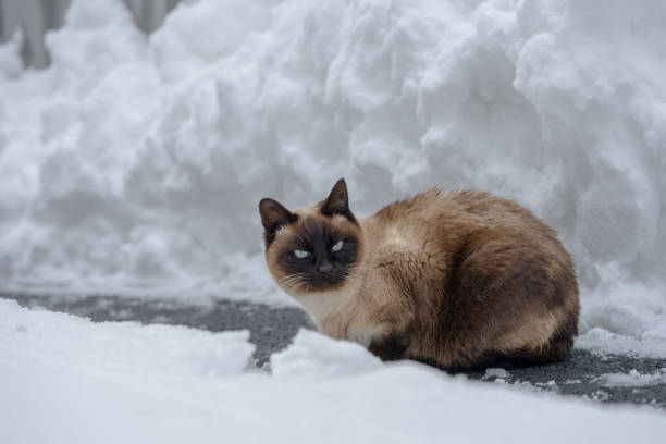 chat errant sur jours neigeux - chat dar photos et images de collection