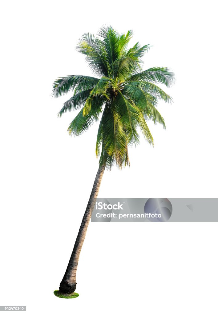 tropical coconut palm tree isolated on white coconut palm tree isolated on white background for design elements Palm Tree Stock Photo